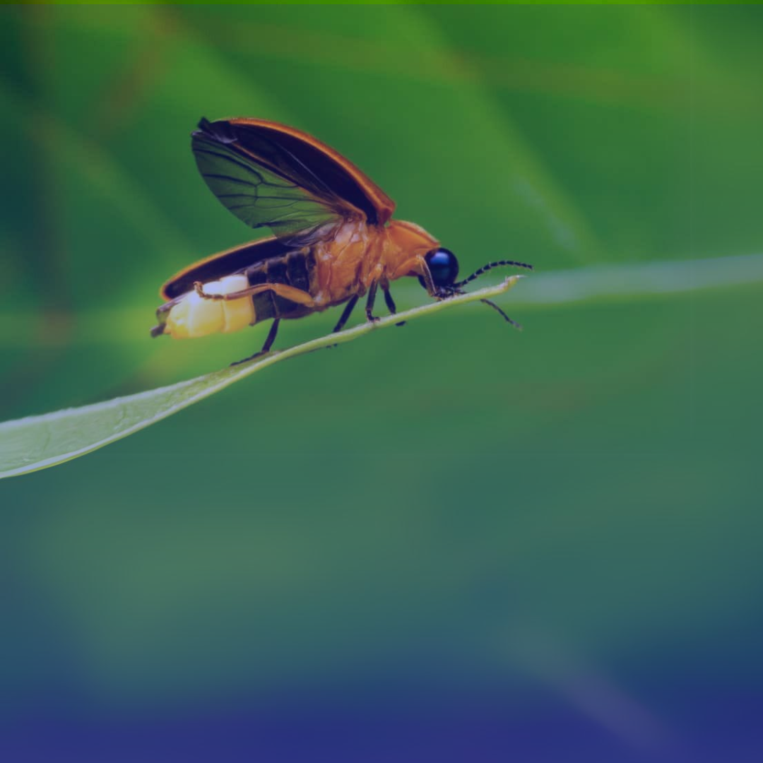Desaparecimento dos vagalumes: uma ameaça silenciosa à biodiversidade